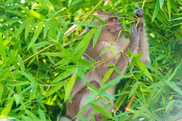 Dzikie Zwierzę Małpa Jedząc Zielone Liście Bambusa Lesie — Zdjęcie stockowe