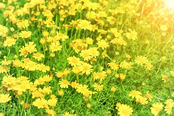 Bellissimi Fiori Gialli Dendranthema Boreale Sul Campo Verde Soleggiato Come — Foto Stock