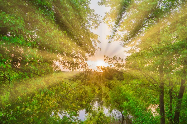 Green Forest Sunset Sun Beams Green Leaves — Stock Photo, Image