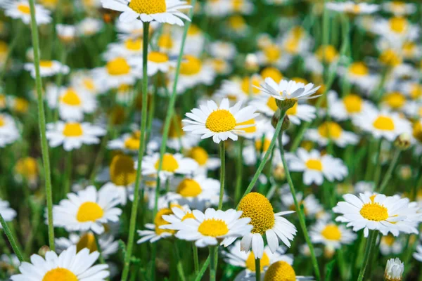 Белые Цветы Ромашка Зеленом Поле — стоковое фото