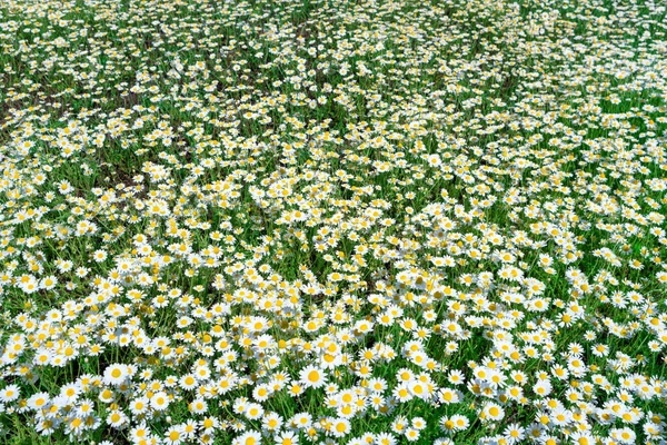 White Flowers Daisy Chamomile Green Field — Stock Photo, Image