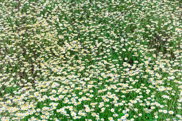 White Flowers Daisy Chamomile Green Field — Stock Photo, Image