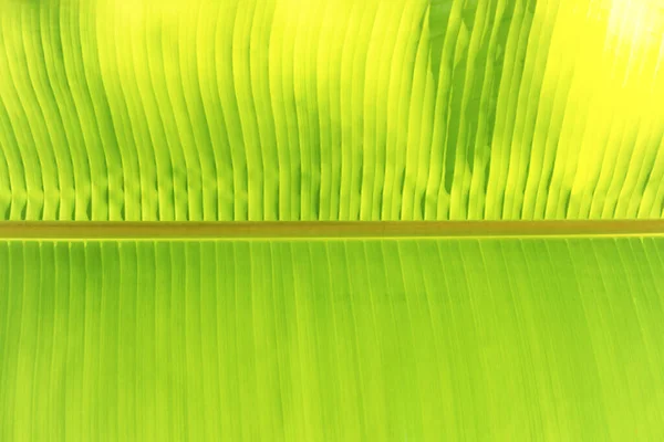 Verde Modello Texture Foglia Banana Come Sfondo Natura Absctact — Foto Stock