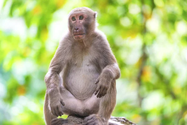 Männchen Süßer Wilder Affe Sitzt Auf Einem Felsen Grünen Tropischen — Stockfoto