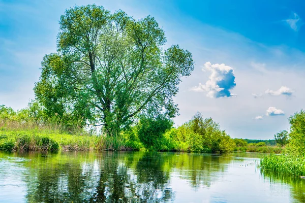 Речной Пейзаж Зеленый Лес Деревьями Голубые Водные Облака Небе — стоковое фото