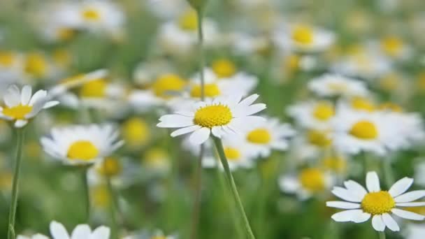 Λευκά Λουλούδια Daysies Χαμομήλι Στο Πράσινο Πεδίο Της Φύσης Πλήρες — Αρχείο Βίντεο