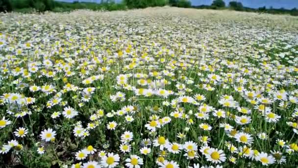 Białe Kwiaty Daysies Rumianku Zielonym Polu Przyrody Full Klip — Wideo stockowe