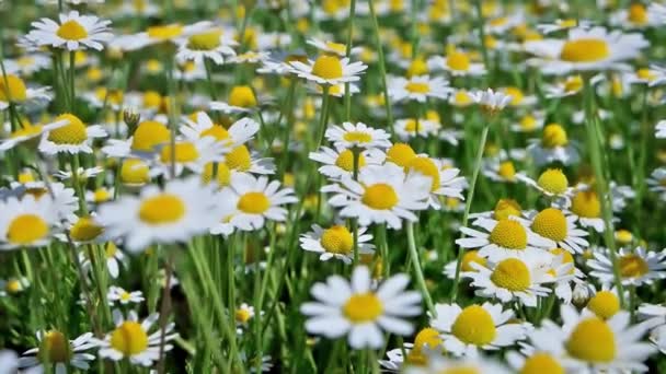 Witte Bloemen Dagelijks Kamille Groen Natuurgebied Full Clip — Stockvideo