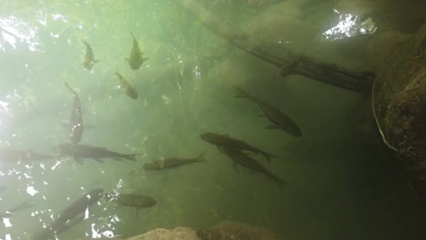Escola Peixes Tropicais Garra Vermelha Água Rio Parque Nacional Erawan — Vídeo de Stock