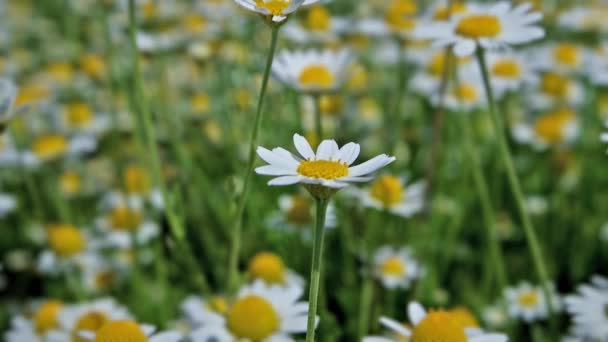 Λευκά Λουλούδια Μαργαρίτες Του Χαμομηλιού Στο Πράσινο Πεδίο Της Φύσης — Αρχείο Βίντεο