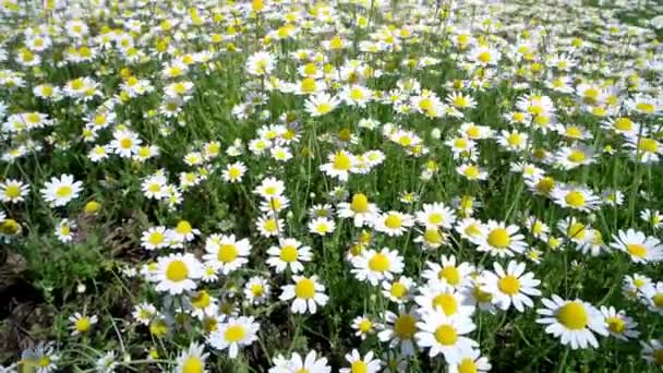 Vita Blommor Pràstkragar Kamomill Grönt Naturfält Fullt Klipp — Stockvideo