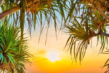 Hindistan cevizi palmiyeli günbatımı denizi ve plajı ve dramatik gökyüzünde gün batımı güneşi