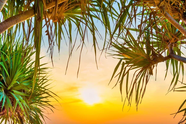 Закат Море Пляж Кокосовой Пальмой Закат Солнца Драматическом Небе — стоковое фото
