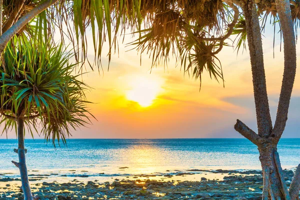 Sunset Sea Beach Coconut Palm Tree Sunset Sun Dramatic Sky — Stock Photo, Image