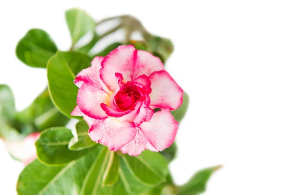 Flor Rosa Adenium Obesum Planta Com Folhas Verdes Isoladas Sobre — Fotografia de Stock