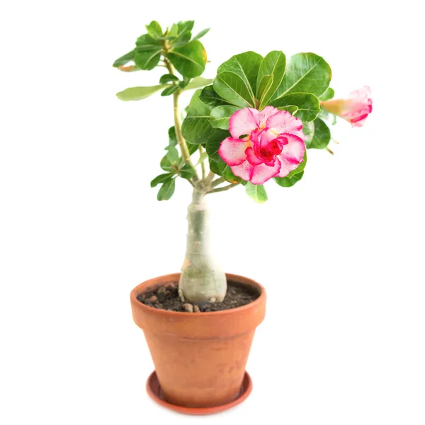 Pink Flower Adenium Obesum Plant Green Leaves Pot Isolated White — Stock Photo, Image