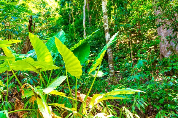 Bosque Verde Selva Naturaleza Paisaje Con Grandes Árboles Tropicales — Foto de Stock