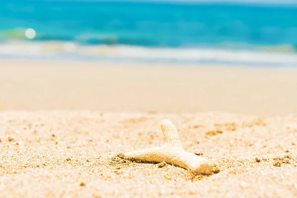 Corallo Bianco Sulla Spiaggia Sabbia Acqua Blu Come Sfondo Vacanza — Foto Stock