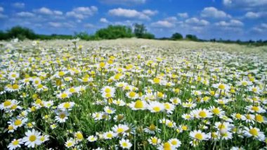 Mavi gökyüzü ile yeşil doğa sahasında papatya papatyaları. Tam HD şarjör