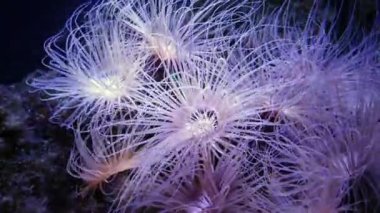 Su altında hareket eden deniz şakayığı, su altında hareket eden doğa 4K görüntüsü