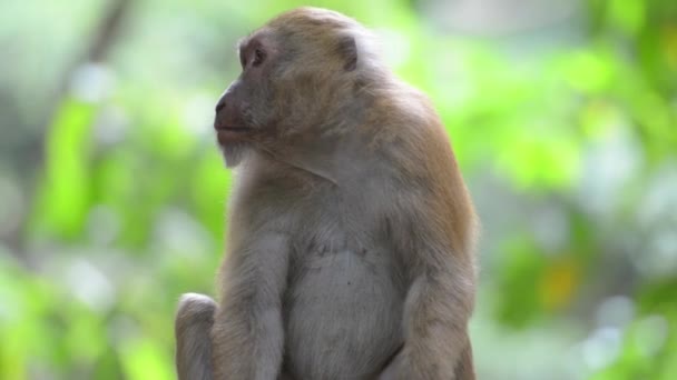緑の熱帯雨林に木の上に座っているオスのかわいい野生の猿の肖像画 フルHdビデオクリップ — ストック動画