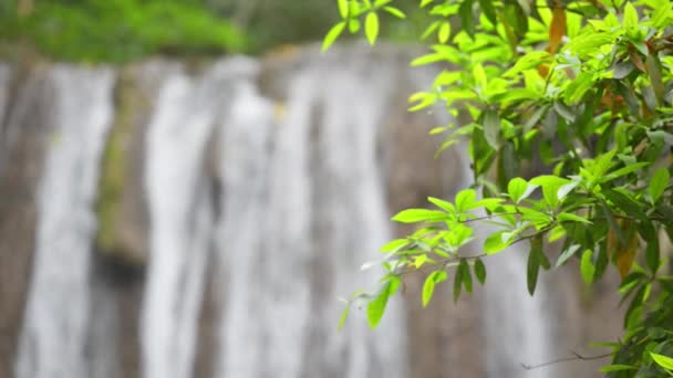 Waterfall Water Cascade Calm Meditation Green Leaves Full Video Clip — Stock Video