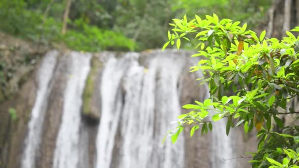 Cachoeira Cascata Água Para Meditação Calma Folhas Verdes Full Clipe — Vídeo de Stock