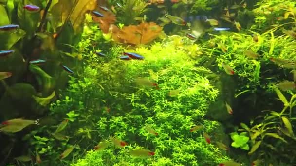 Tropical Fishes Green Underwater Plants Nature Sea Life Background Footage — Stock Video