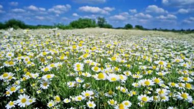 Mavi gökyüzü ile yeşil doğa sahasında papatya papatyaları. Tam HD şarjör