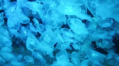 Birçok denizanası Aurelia Aurita 'yı mavi suda doğal deniz yaşamı olarak görüyor. Tam HD görüntü klibi