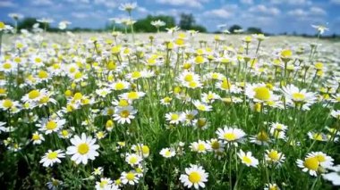 Mavi gökyüzü ile yeşil doğa sahasında papatya papatyaları. Tam HD şarjör