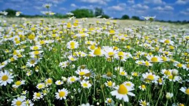 Mavi gökyüzü ile yeşil doğa sahasında papatya papatyaları. Tam HD şarjör