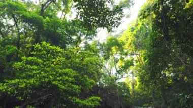 Şelale suyu taşar ve yeşil ormandaki ağaçtan yapraklar dökülür. 4K video klibi