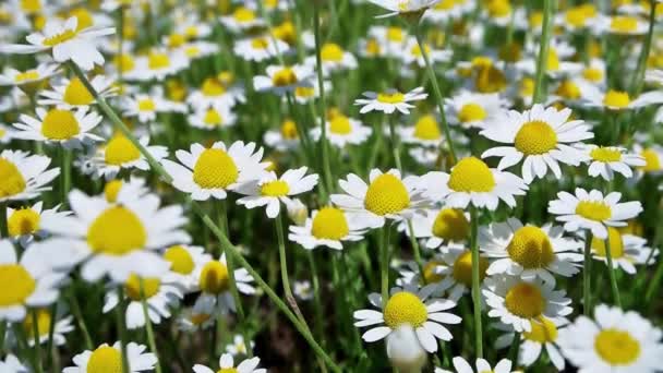 Białe Kwiaty Stokrotki Rumianek Zielonym Polu Przyrody Full Klip — Wideo stockowe