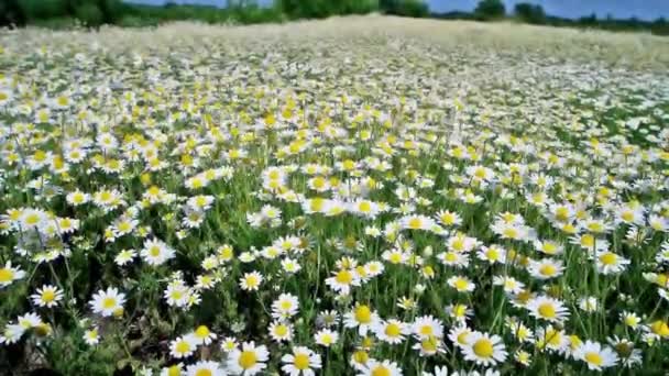 Λευκά Λουλούδια Μαργαρίτες Χαμομήλι Στο Πράσινο Πεδίο Της Φύσης Μπλε — Αρχείο Βίντεο