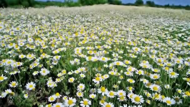 Flores Blancas Margaritas Manzanilla Campo Verde Naturaleza Con Cielo Azul — Vídeos de Stock