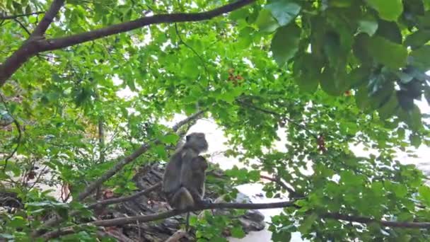 Scimmia Femmina Che Alimenta Piccolo Animale Dall Albero Nella Foresta — Video Stock