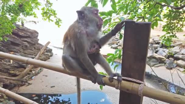 Female Monkey Feeding Baby Animal Tree Green Jungle Forest Clip — Stock Video