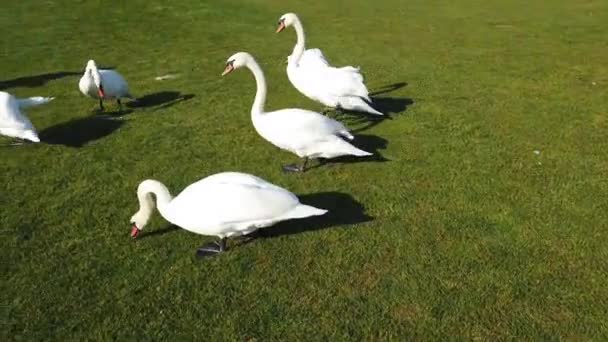 Göl Kenarındaki Yeşil Çimenlikte Beyaz Kuğular Klibi — Stok video