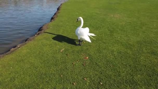 Göl Kenarındaki Yeşil Çimenlikte Beyaz Kuğular Klibi — Stok video