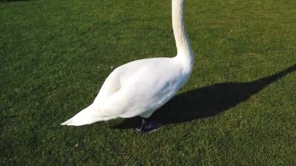 Cisnes Brancos Campo Grama Verde Perto Lago Clipe — Vídeo de Stock