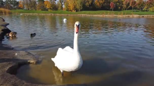 Donna Che Nutre Cigno Bianco Mano Vicino Lago Clip — Video Stock