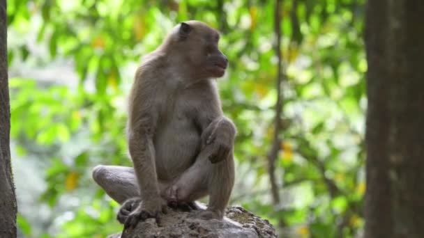 Retrato Macaco Selvagem Bonito Macho Sentado Uma Árvore Floresta Tropical — Vídeo de Stock