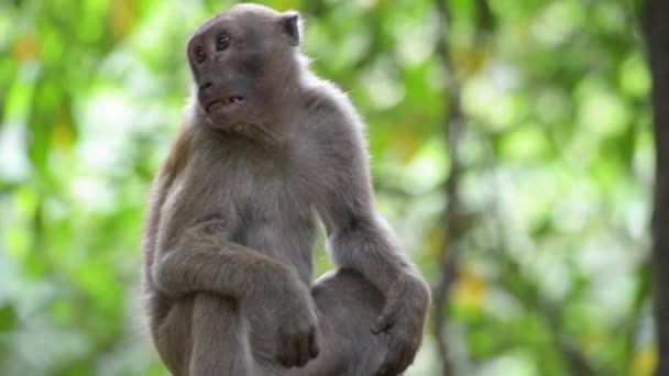 Portrét Samce Roztomilé Divoké Opice Sedící Stromě Zeleném Tropickém Lese — Stock video