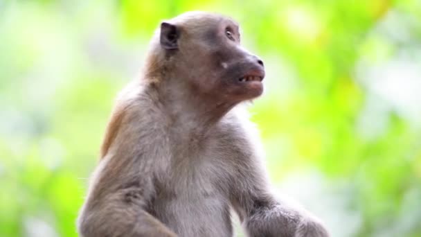 Macaco Bonito Selvagem Sentado Árvore Floresta Tropical Verde Com Árvores — Vídeo de Stock