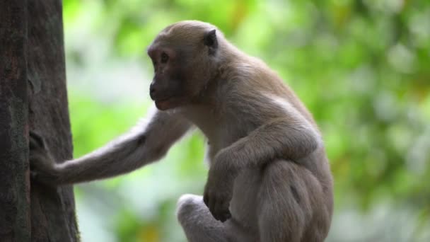 Retrato Mono Salvaje Lindo Macho Sentado Árbol Bosque Tropical Verde — Vídeo de stock