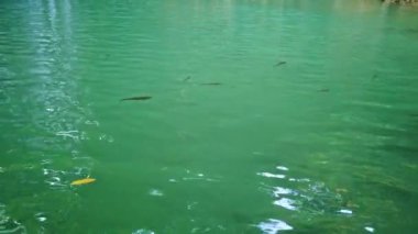 Mavi sudaki balıkların çağladığı şelale ve yeşil ormandaki ağaçtan yapraklar. 4K video klibi