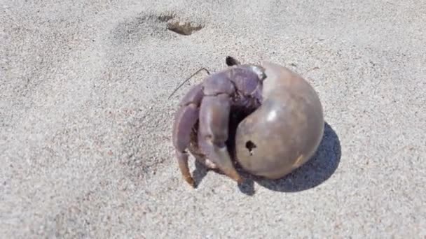 Imagens Close Caranguejo Eremita Grande Com Concha Rastejando Praia Areia — Vídeo de Stock