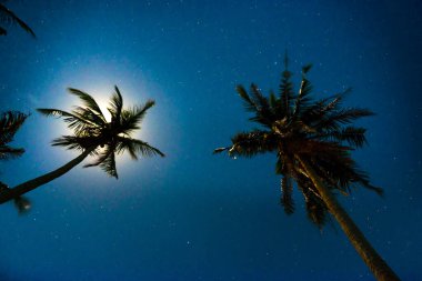 Dolunay ve bir sürü yıldızlı, koyu mavi gökyüzü altında palmiye ağaçları.