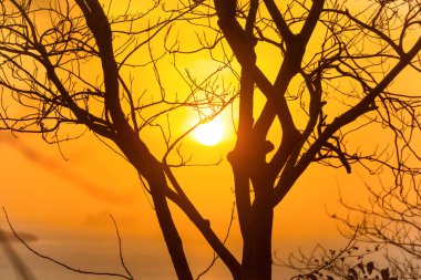 Ağaç dalları gün batımında güneş, yaz günbatımında deniz manzarası